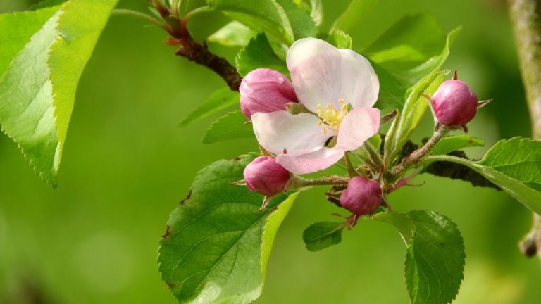 Nhạc chữa bệnh giúp thư giãn tinh thần, nhạc hay để nghe vào buổi sáng